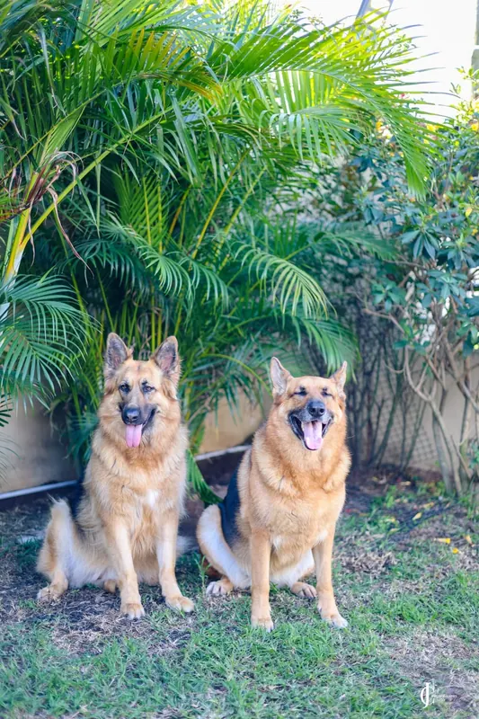 Rani and Rocky sitting under palm trees, Rocky smiling with eyes closed